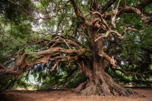 arbre d'ancrage